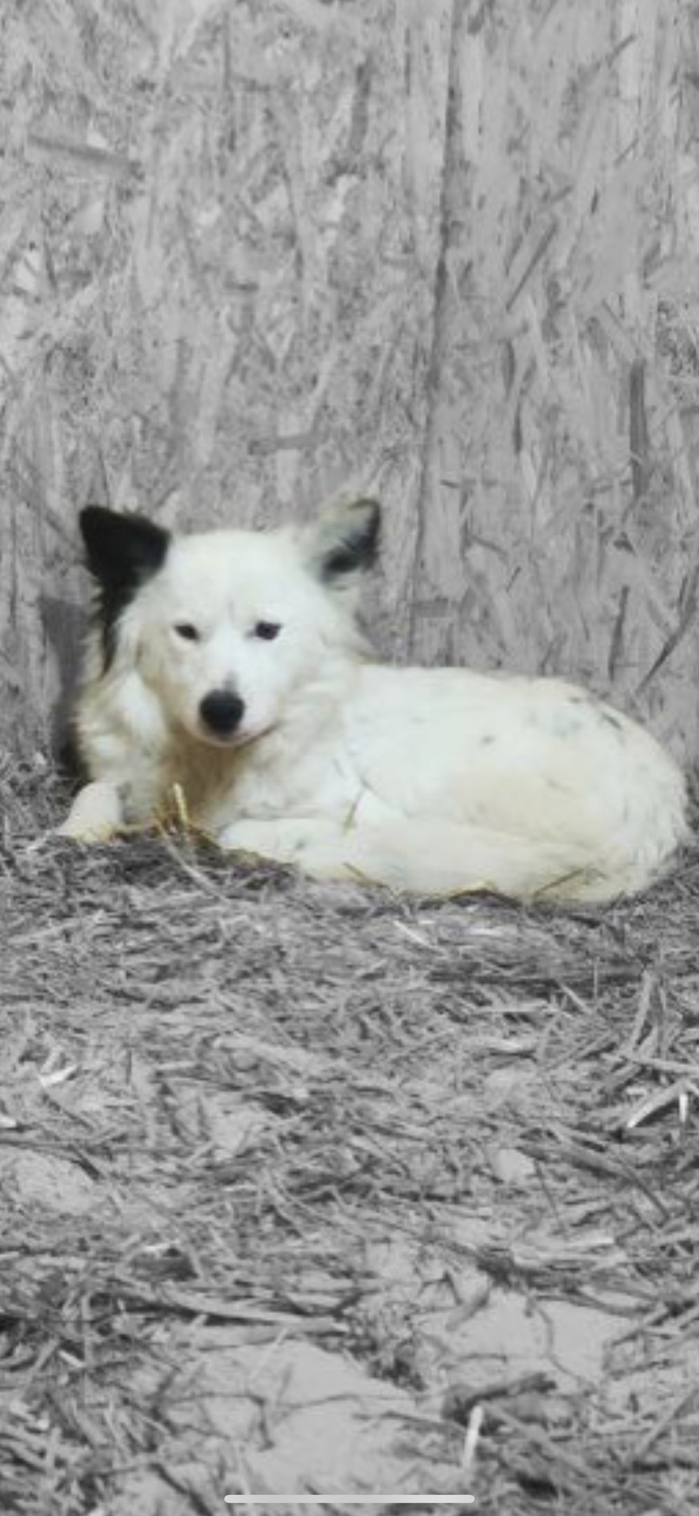 Найдена собака в Кургане — фото объявления