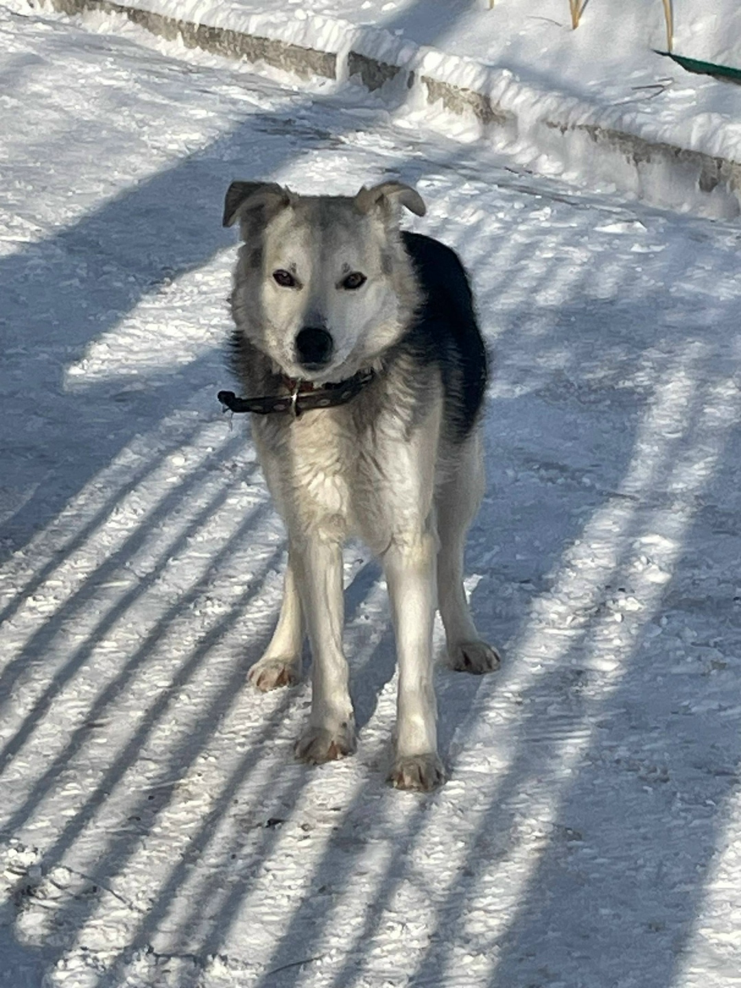 Пропала собака в Кургане — фото объявления
