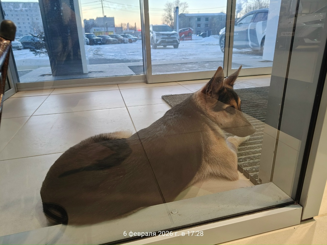 Найдена собака в Кургане — фото объявления