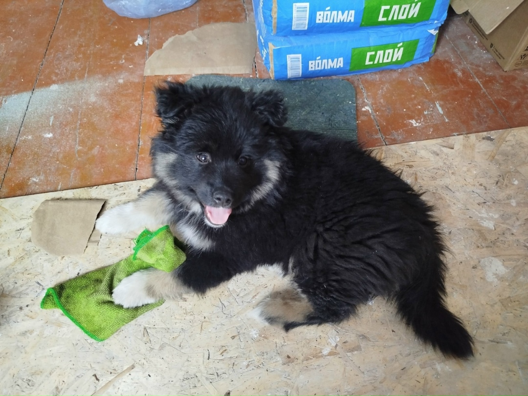 Пропала собака в Кургане — фото объявления