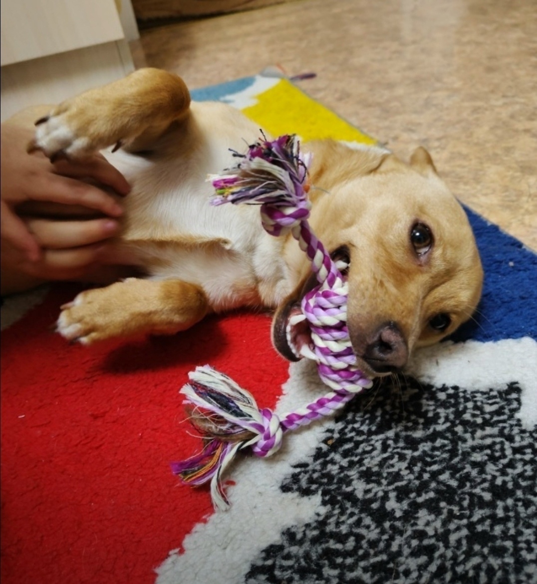 Найдена собака в Кургане — фото объявления