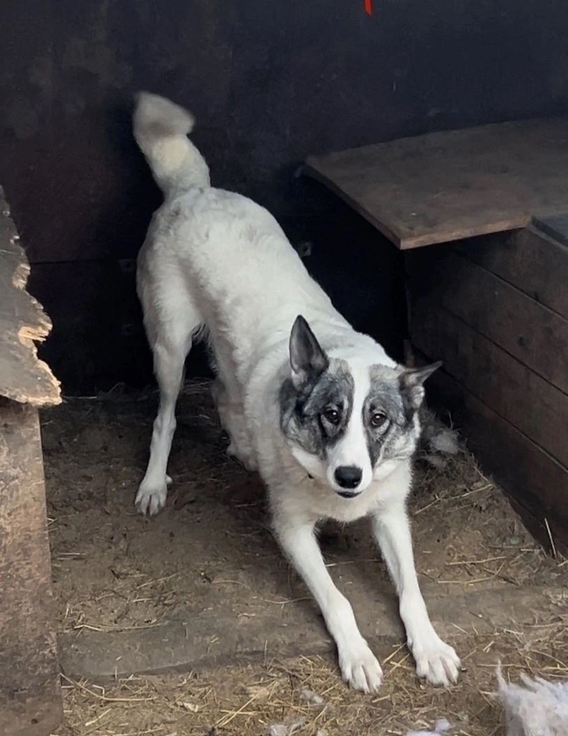 Найдена собака в Кургане — фото объявления