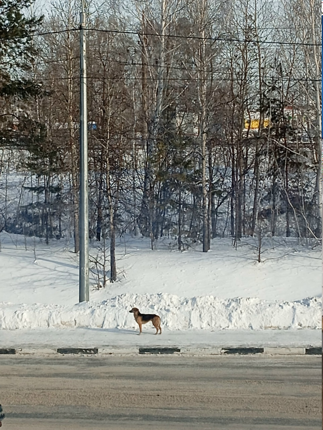 Пропала собака в Кургане — фото объявления