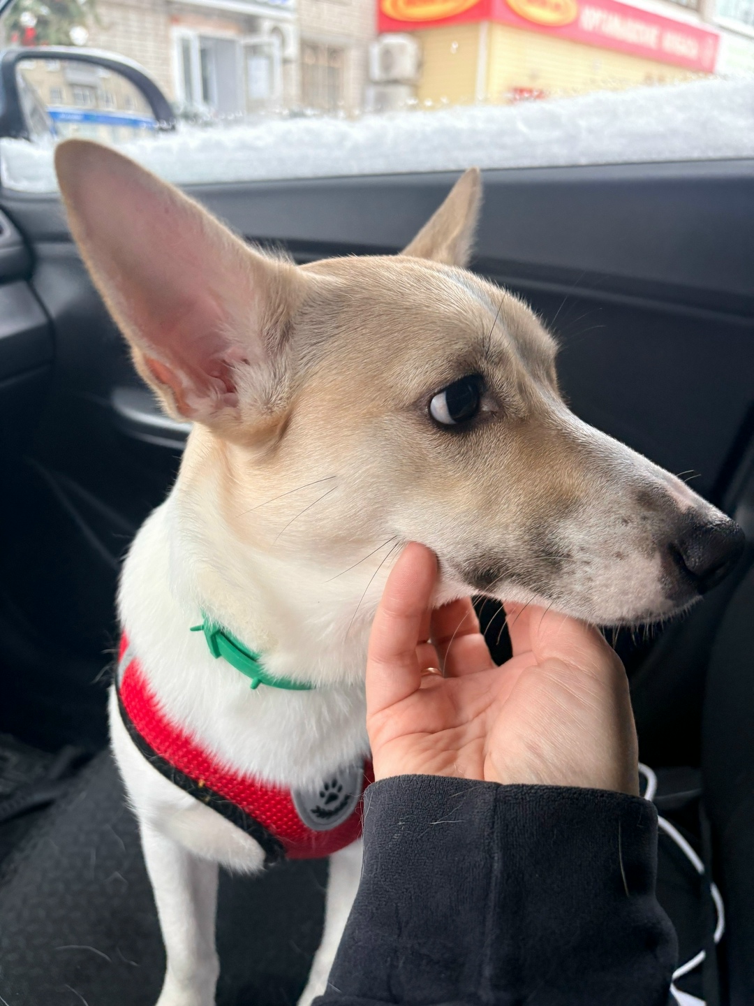 Найдена собака в Кургане — фото объявления