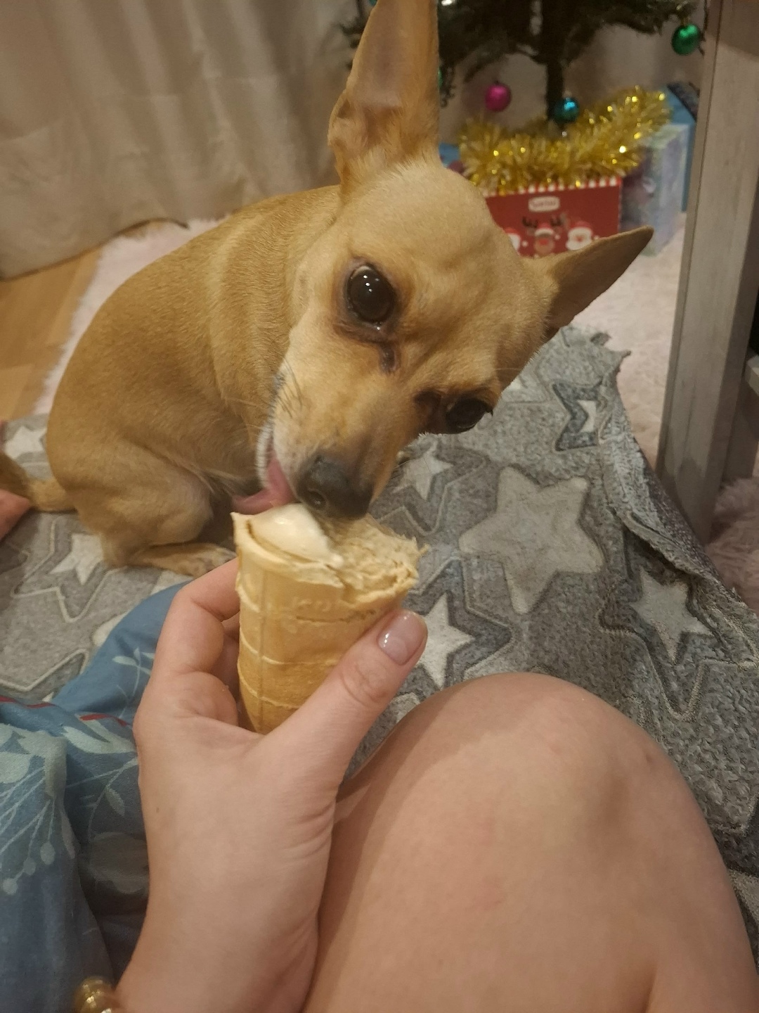 Пропала собака в Кургане — фото объявления