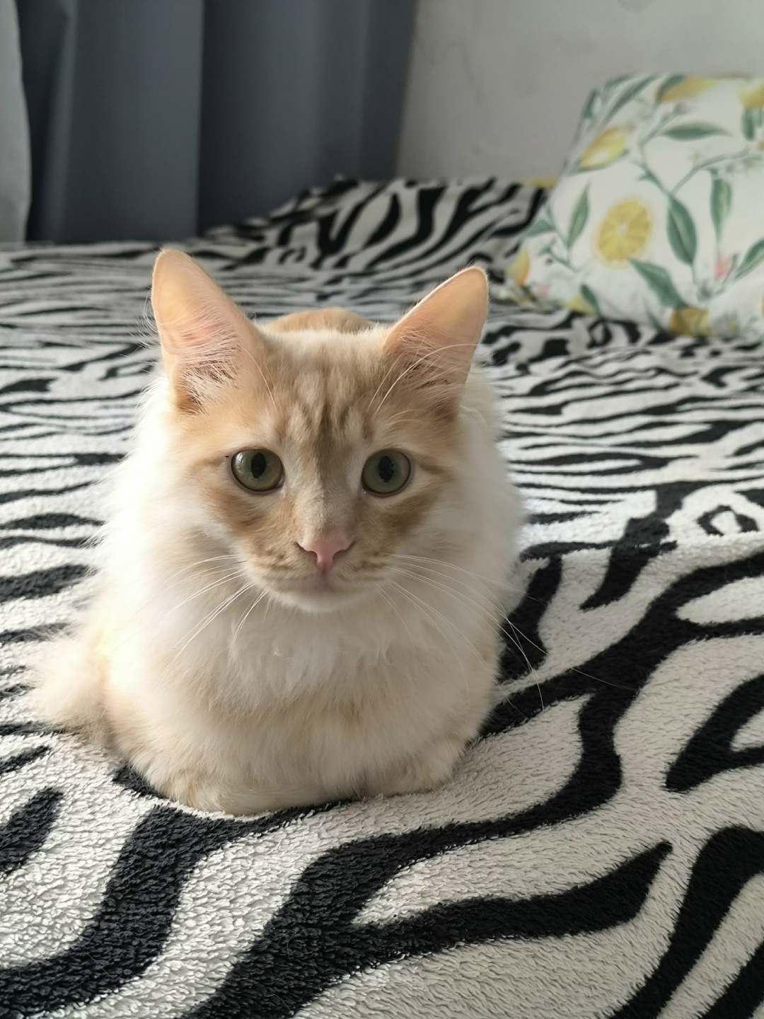 Пропала кошка в Кургане — фото объявления