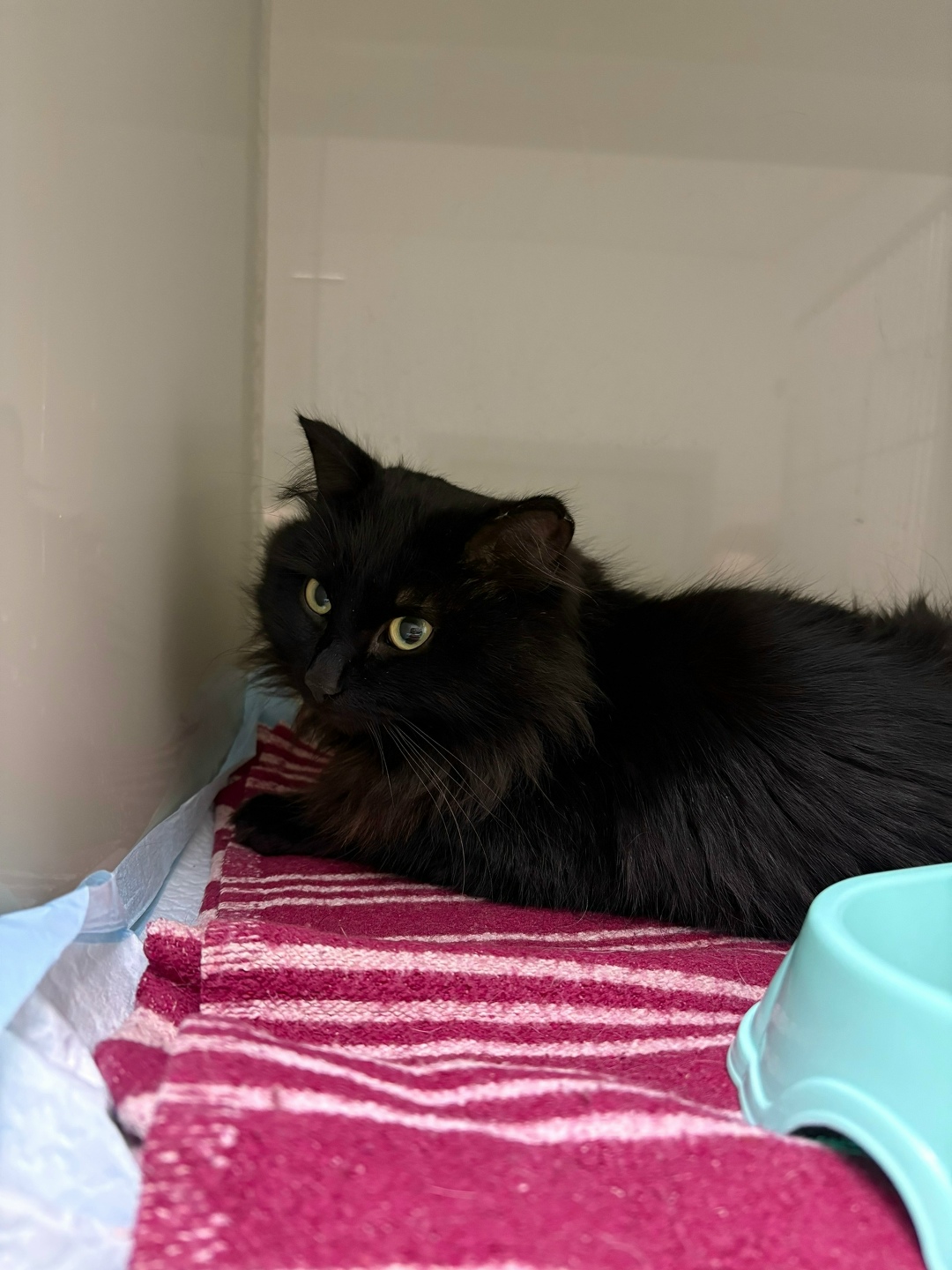 Пропала кошка в Кургане — фото объявления