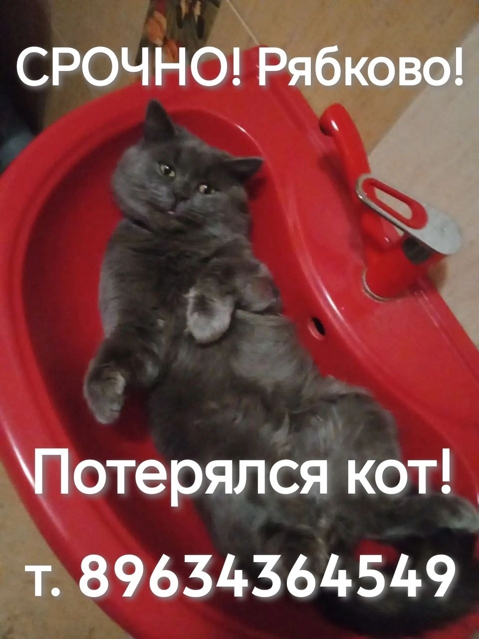 Пропала кошка в Кургане — фото объявления