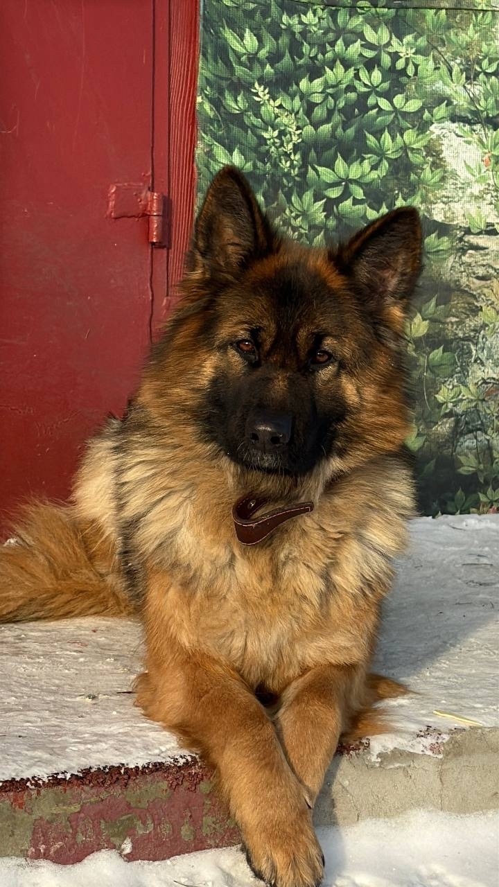 Пропала собака в Кургане — фото объявления