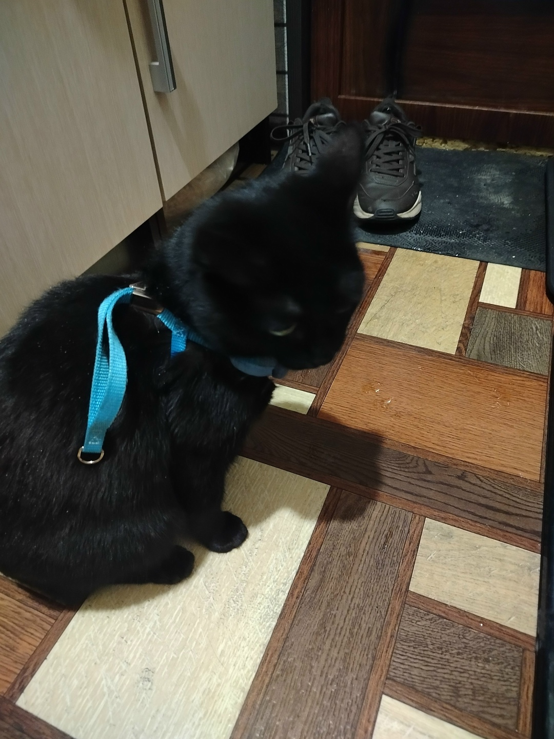 Найдена кошка в Кургане — фото объявления