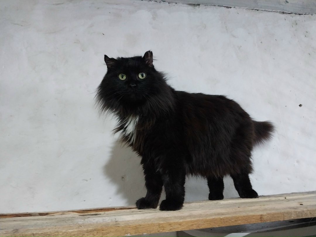 Найдена кошка в Кургане — фото объявления