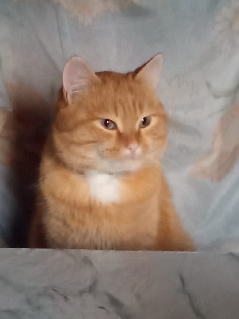 Пропала собака в Кургане — фото объявления