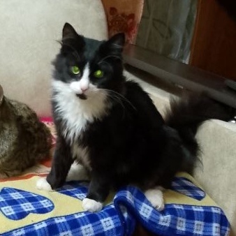 Пропала кошка в Кургане — фото объявления