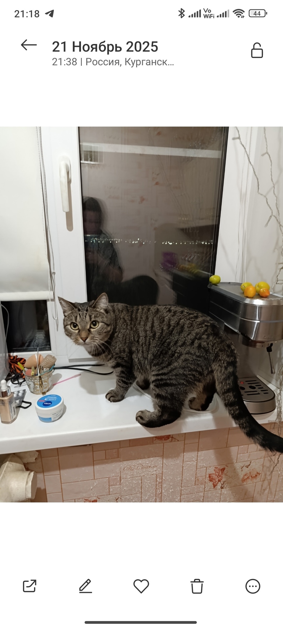 Пропала кошка в Кургане — фото объявления