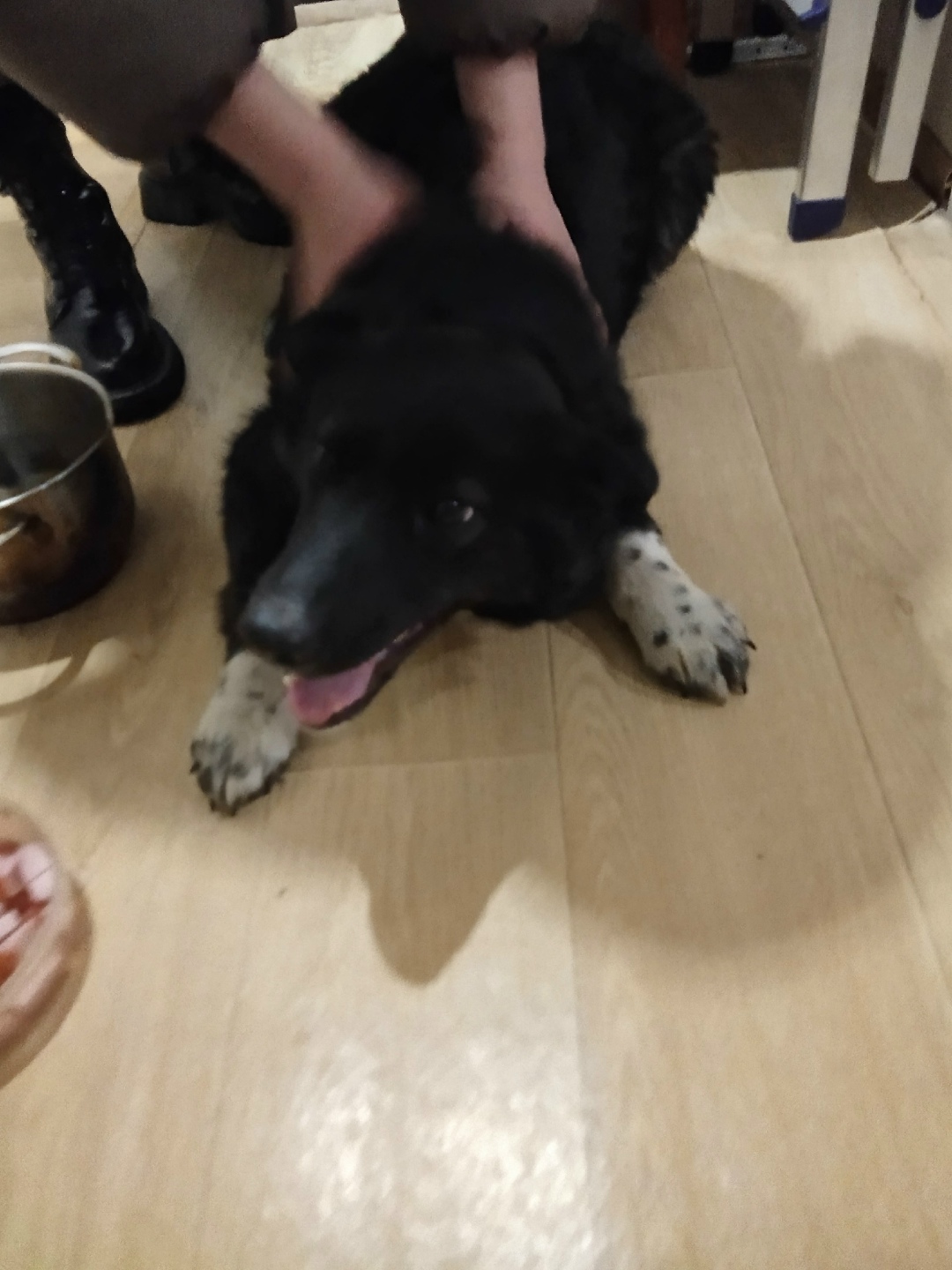 Найдена собака в Кургане — фото объявления