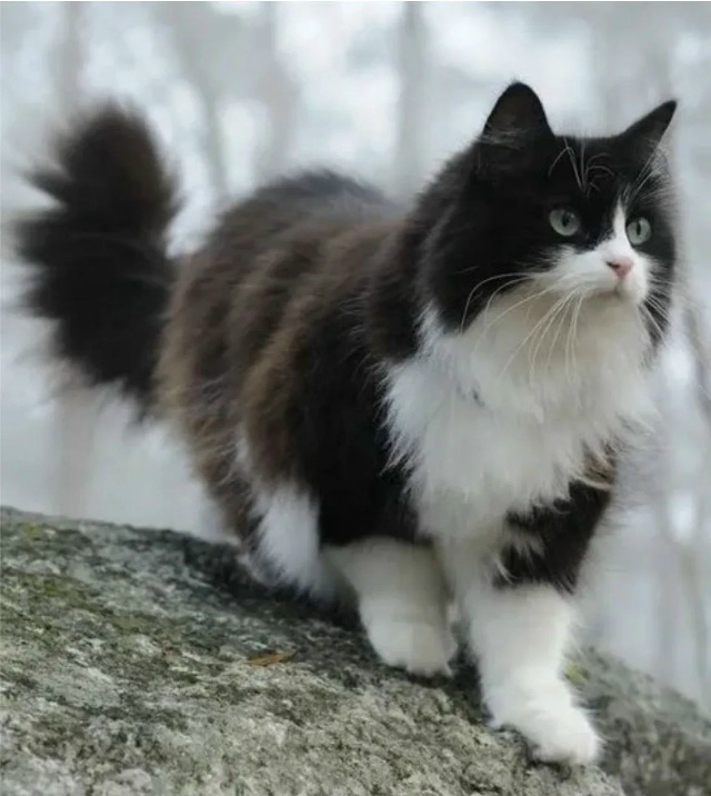 Пропала кошка в Кургане — фото объявления