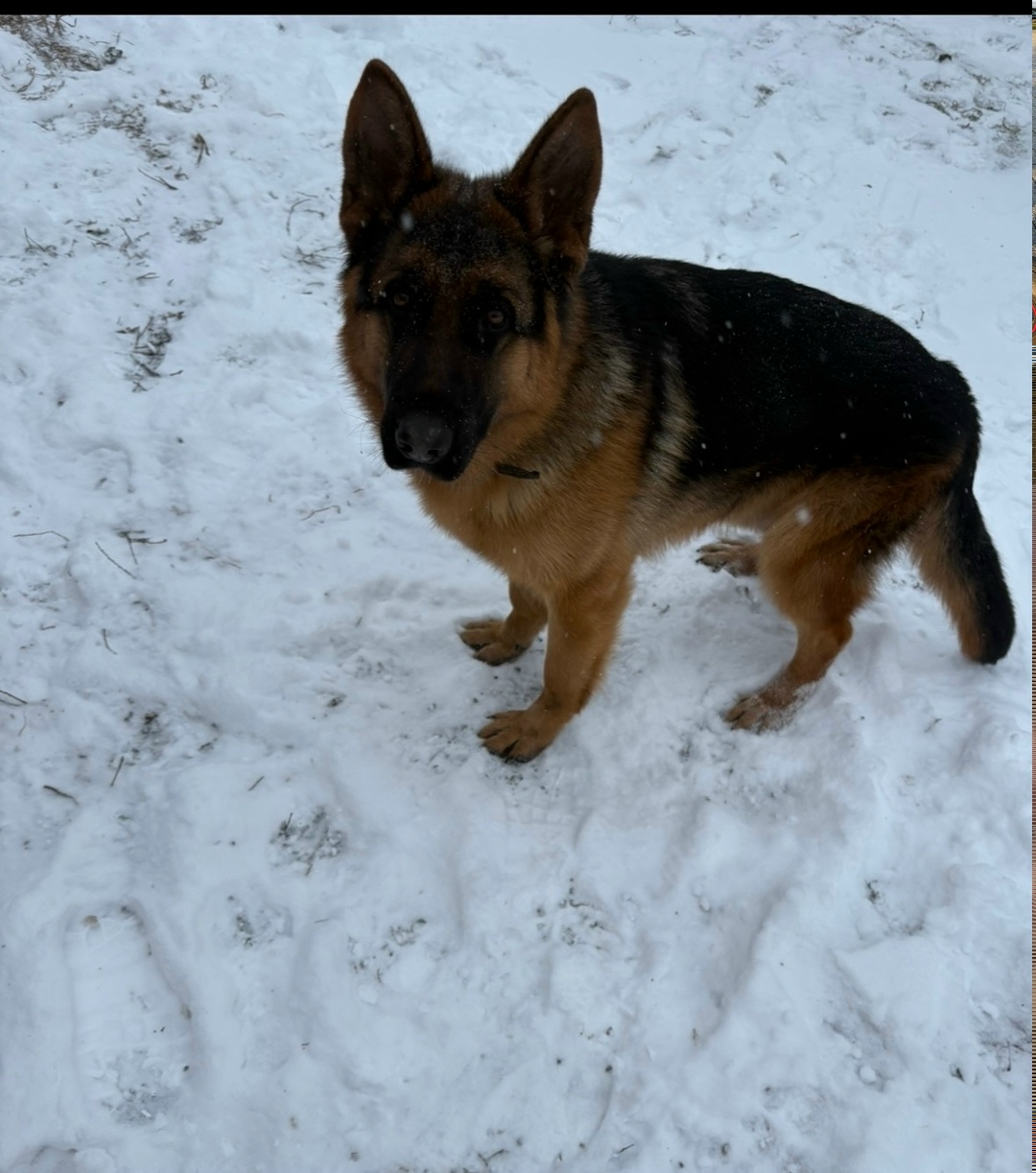 Пропала собака в Кургане — фото объявления