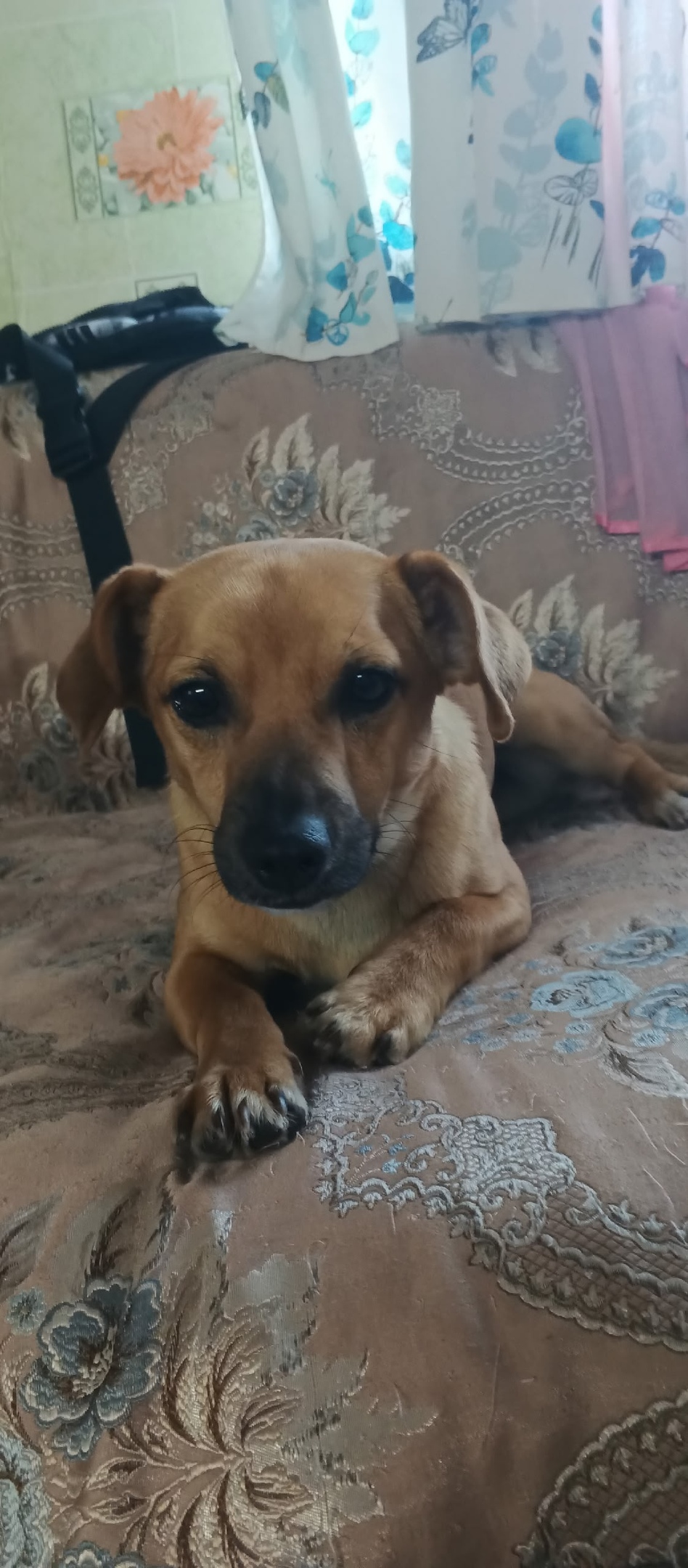 Пропала собака в Кургане — фото объявления