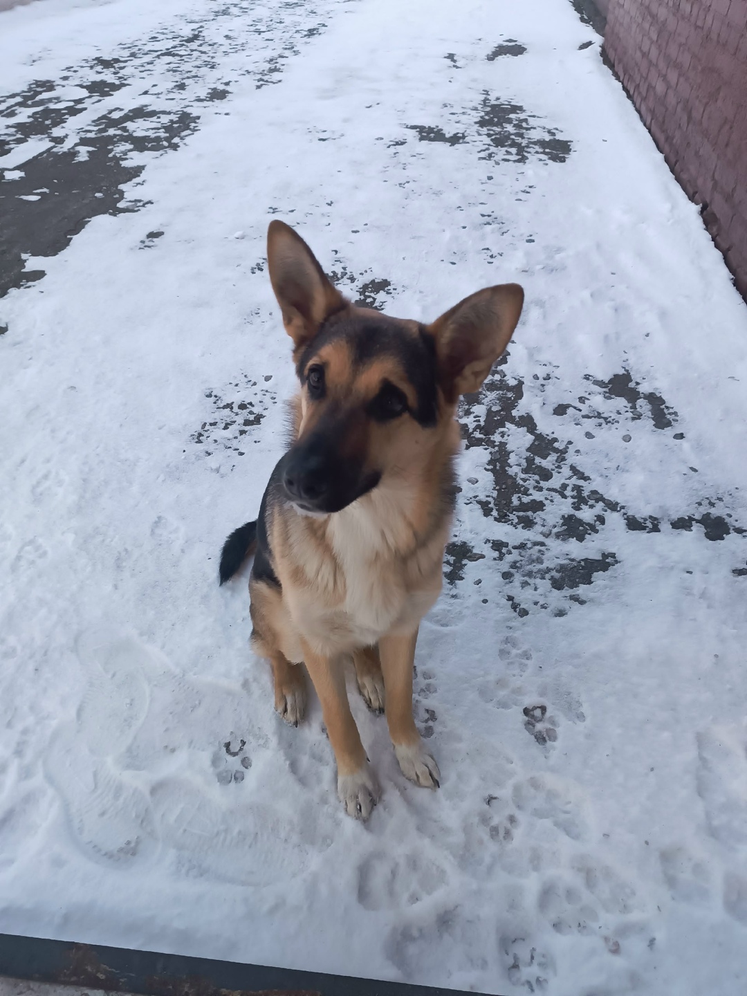 Пропала собака в Кургане — фото объявления