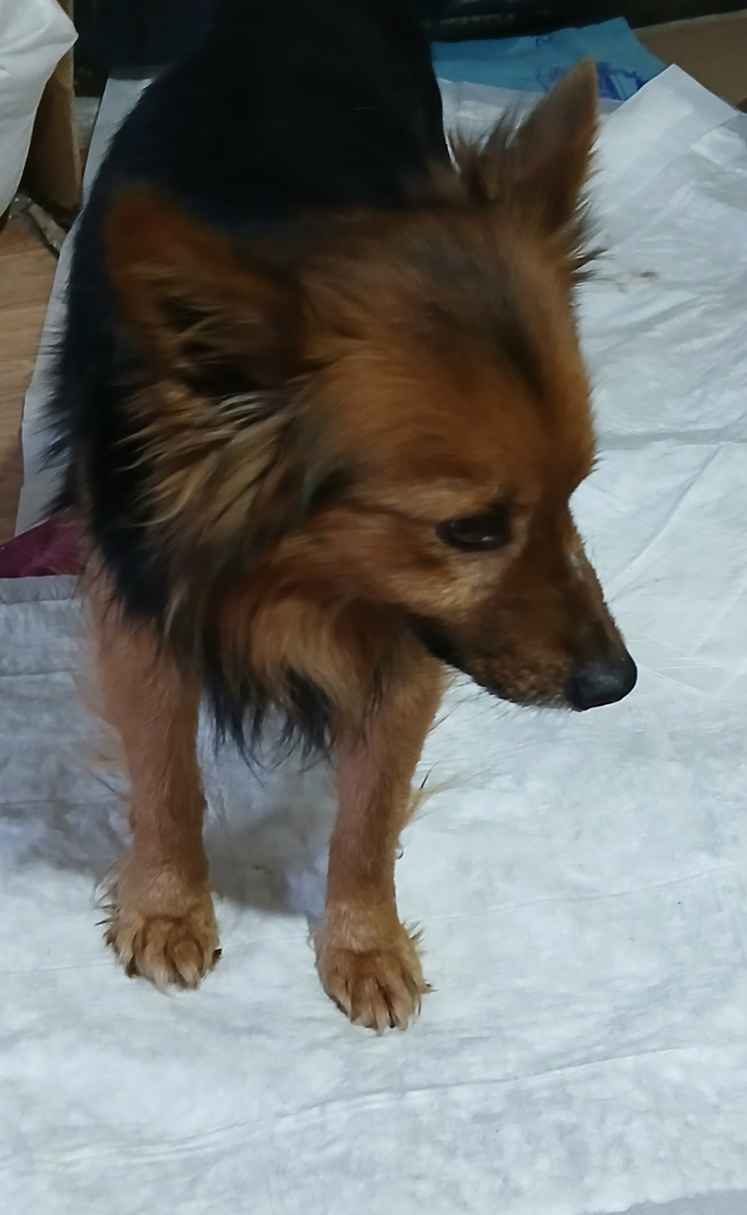 Пропала собака в Кургане — фото объявления