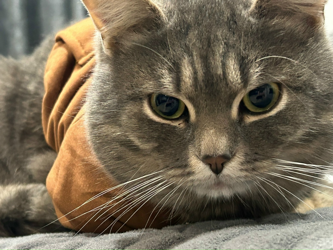 Пропала кошка в Кургане — фото объявления