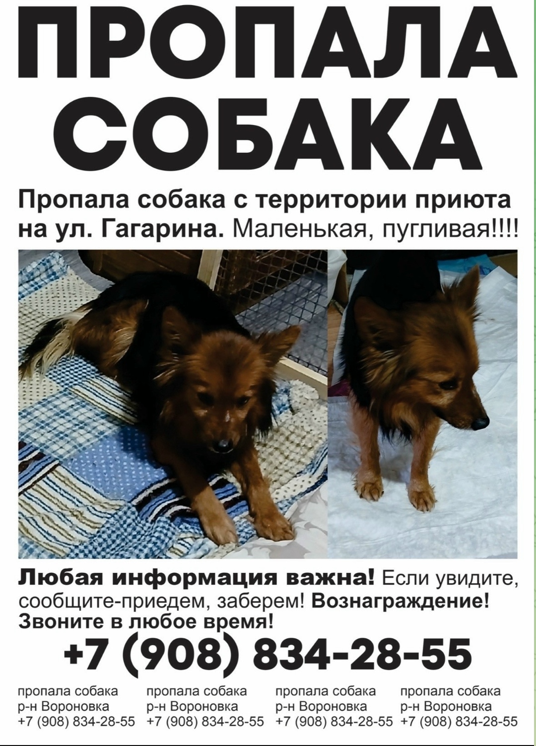 Пропала собака в Кургане — фото объявления