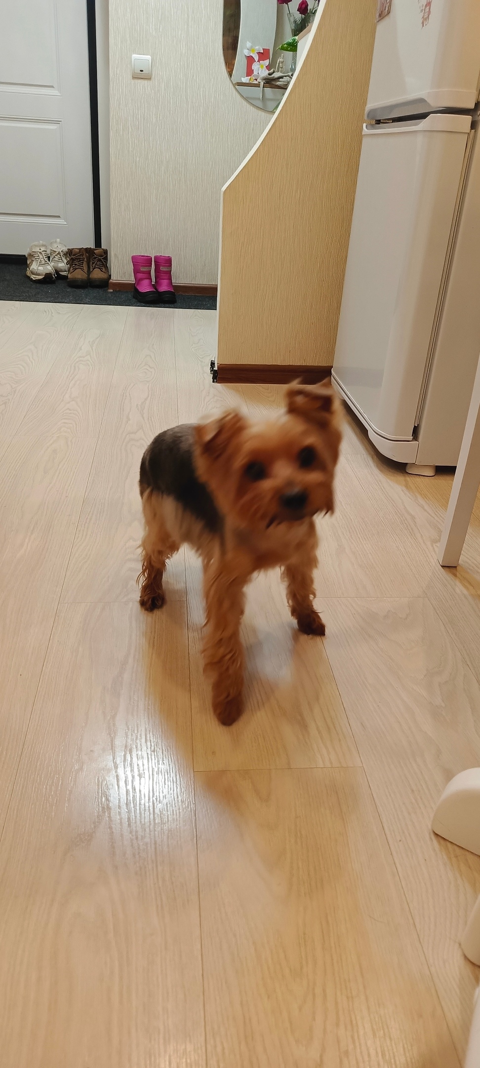 Найдена собака в Кургане — фото объявления