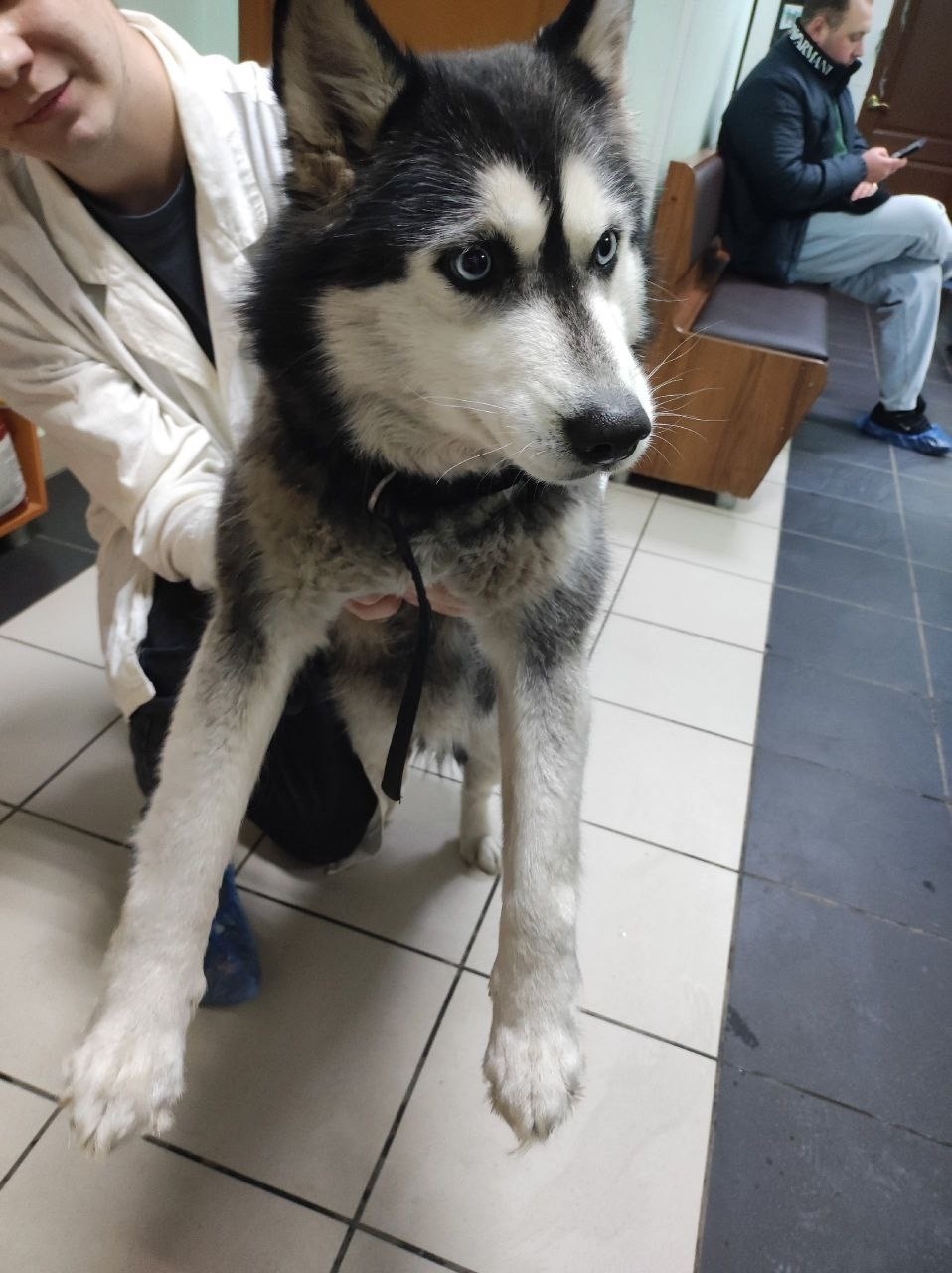 Найдена собака в Кургане — фото объявления