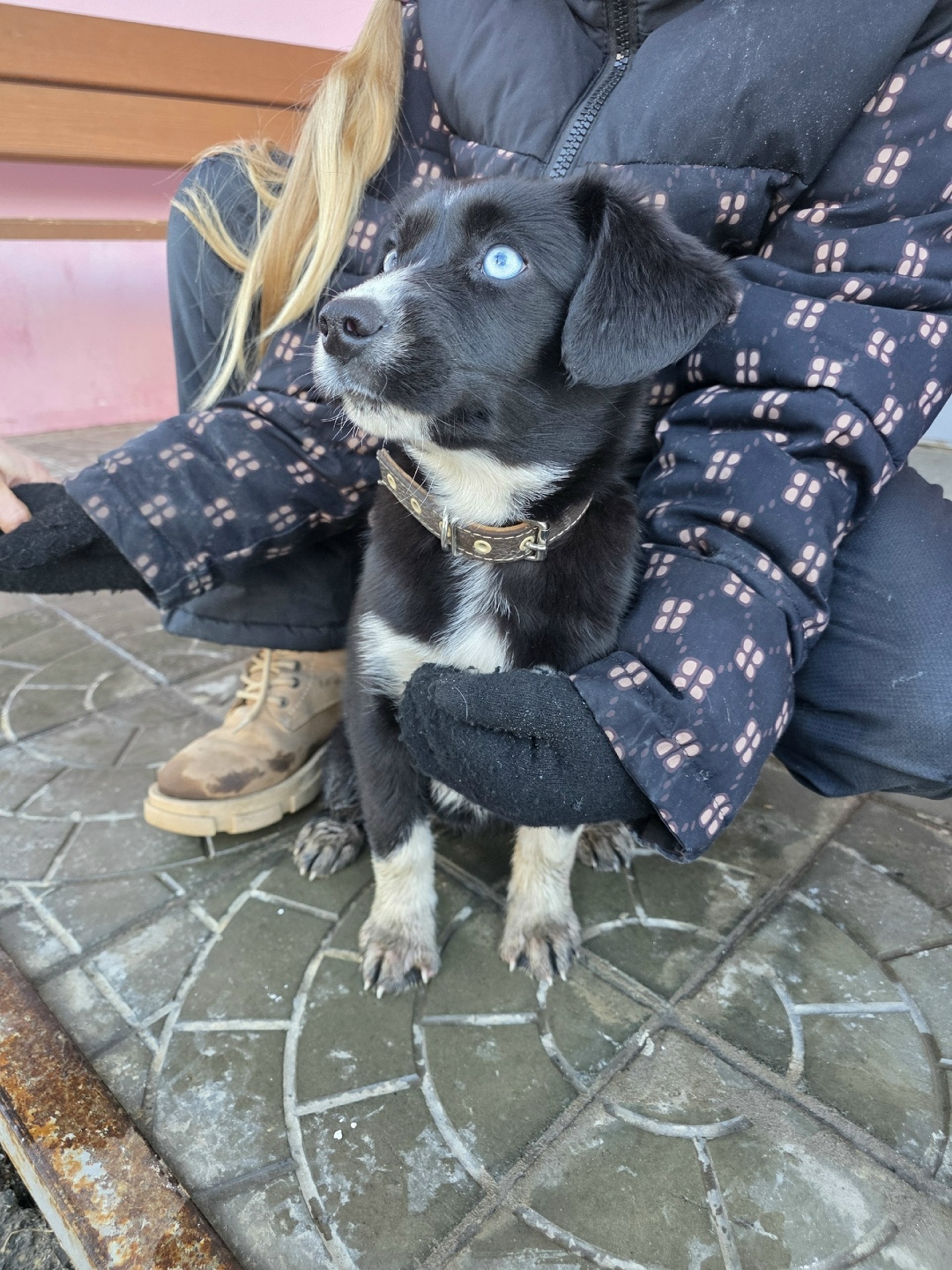 Найдена собака в Кургане — фото объявления