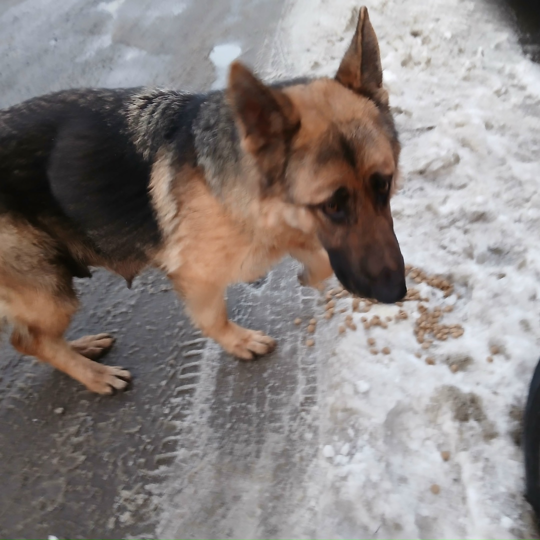 Пропала собака в Кургане — фото объявления
