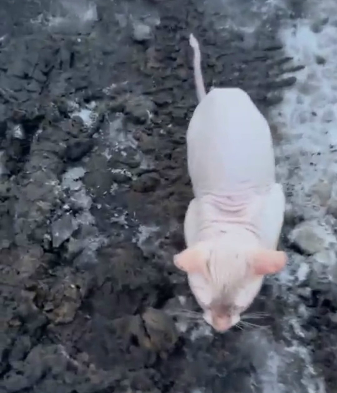 Пропала собака в Кургане — фото объявления