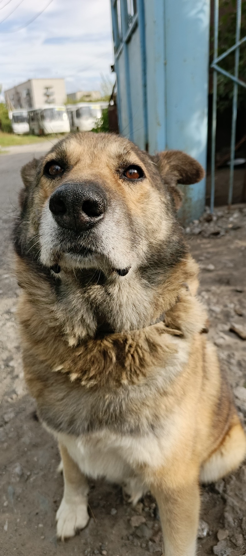 Пропала собака в Кургане — фото объявления
