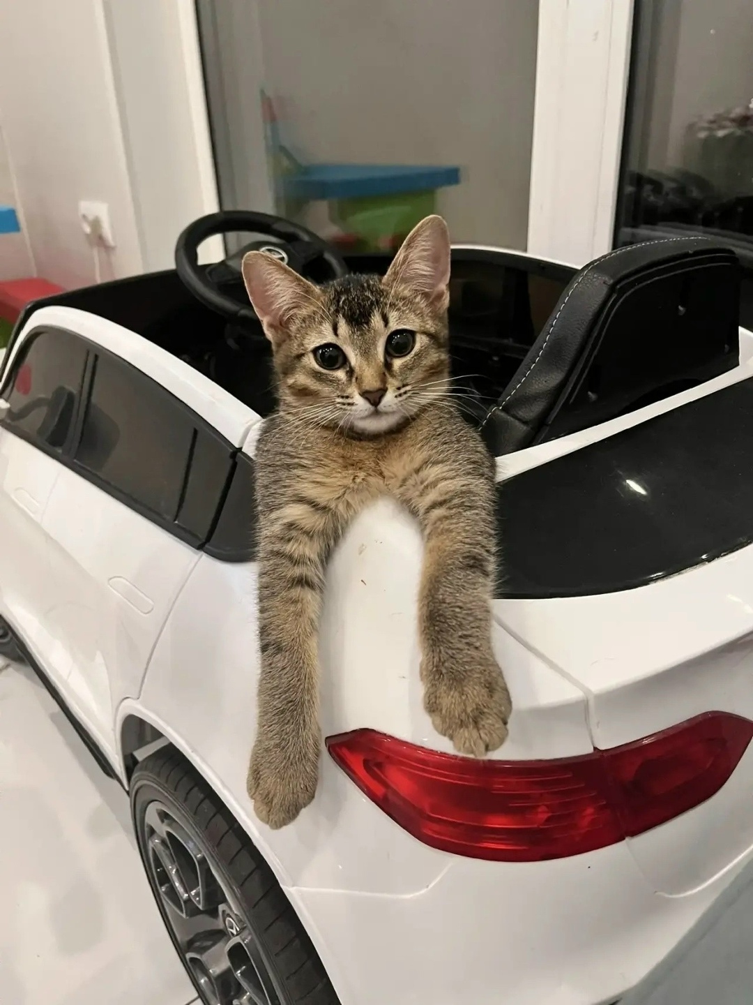 Пропала кошка в Кургане — фото объявления