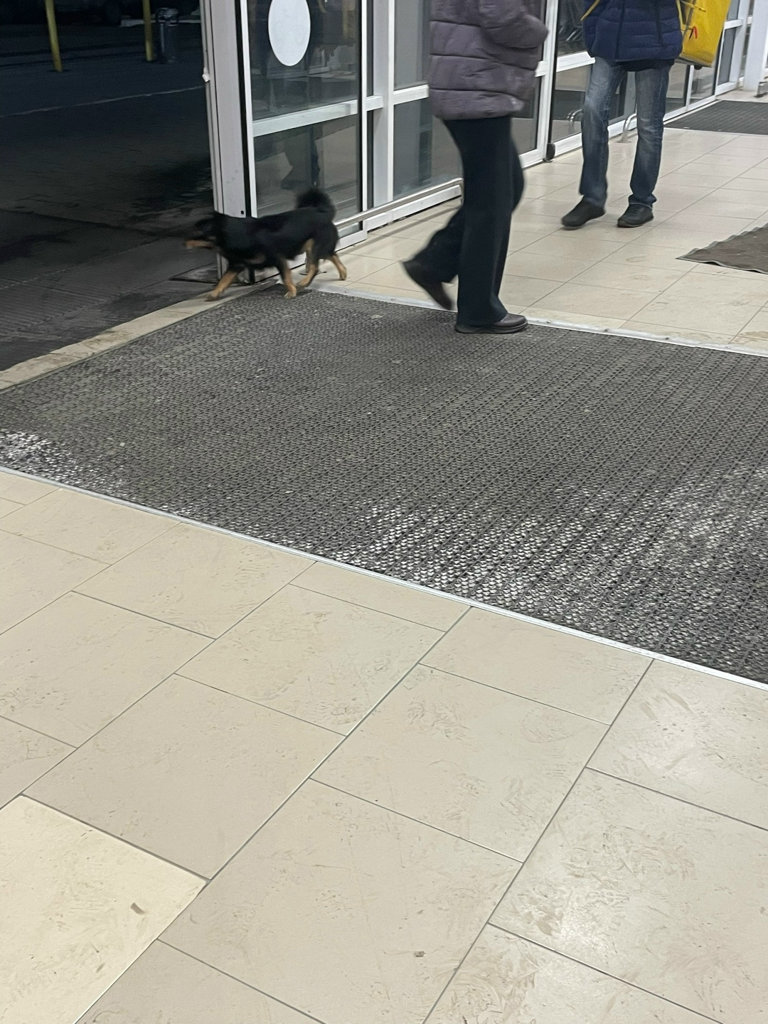 Пропала собака в Кургане — фото объявления