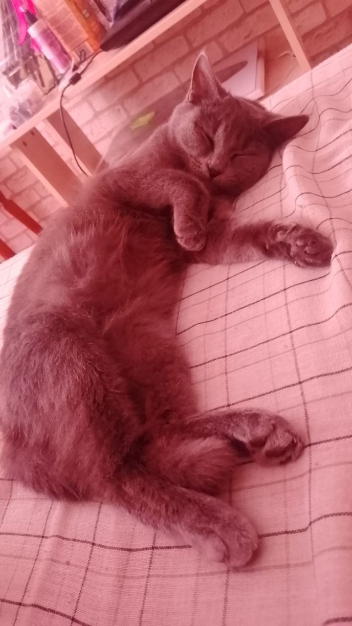 Пропала кошка в Кургане — фото объявления