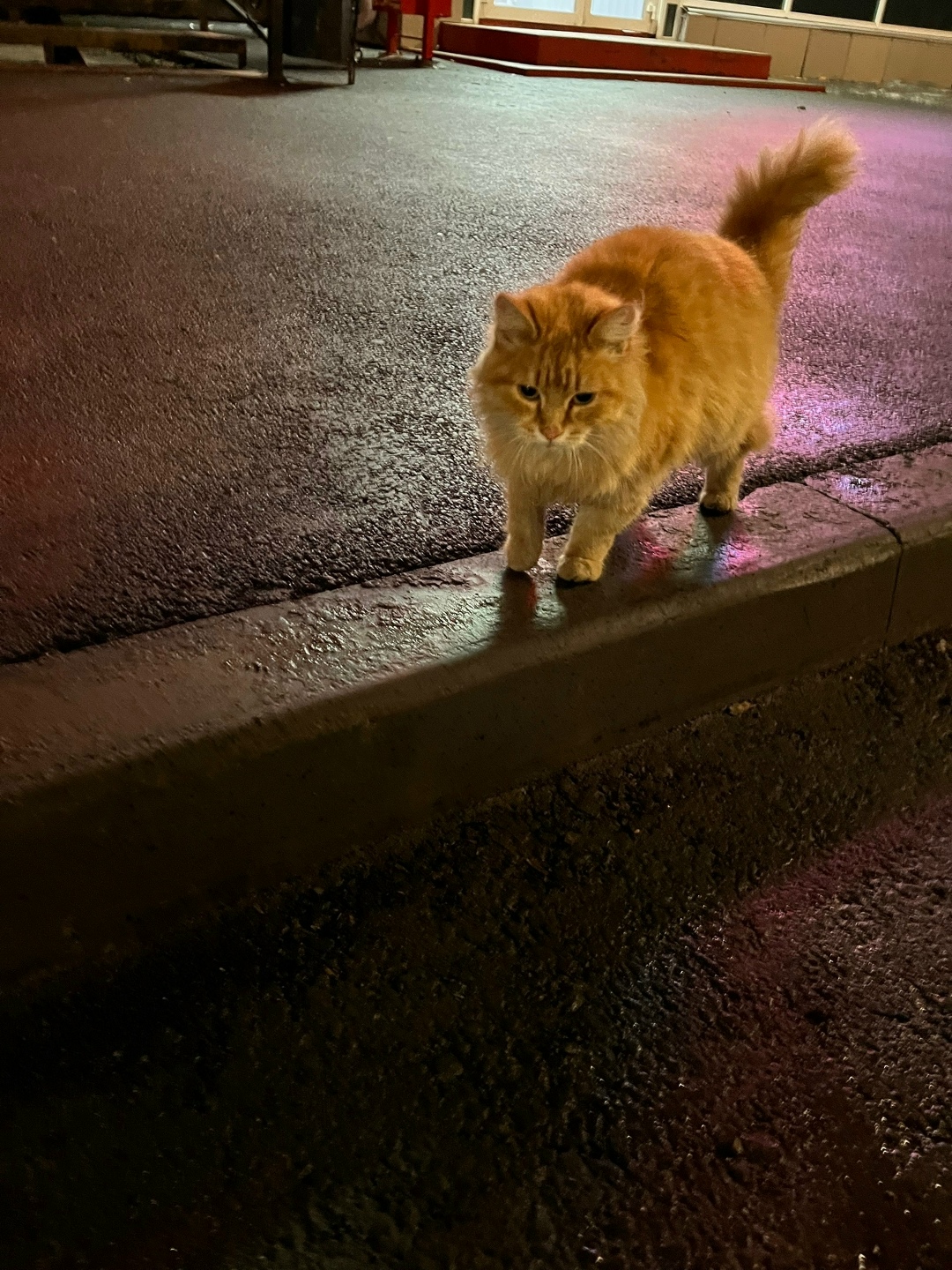 Пропала кошка в Кургане — фото объявления