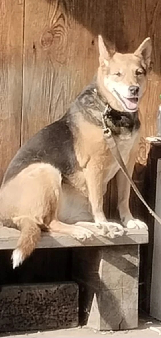 Пропала собака в Кургане — фото объявления