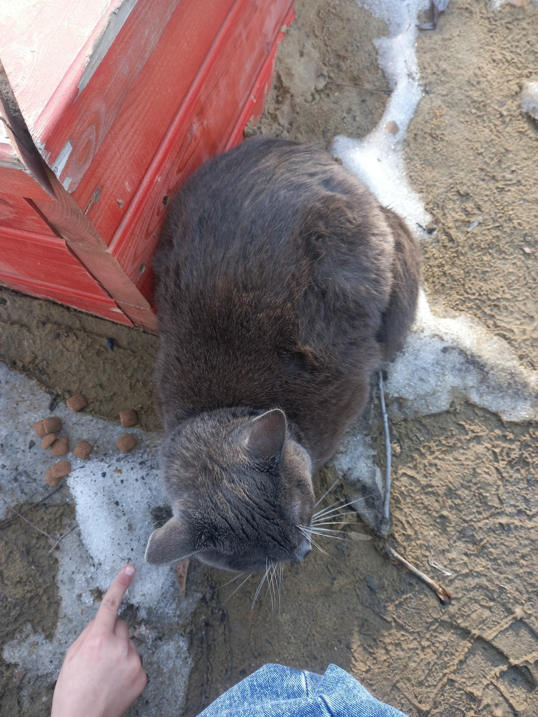 Найдена кошка в Кургане — фото объявления