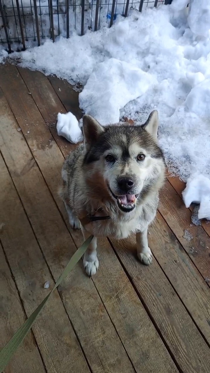 Найдена собака в Кургане — фото объявления