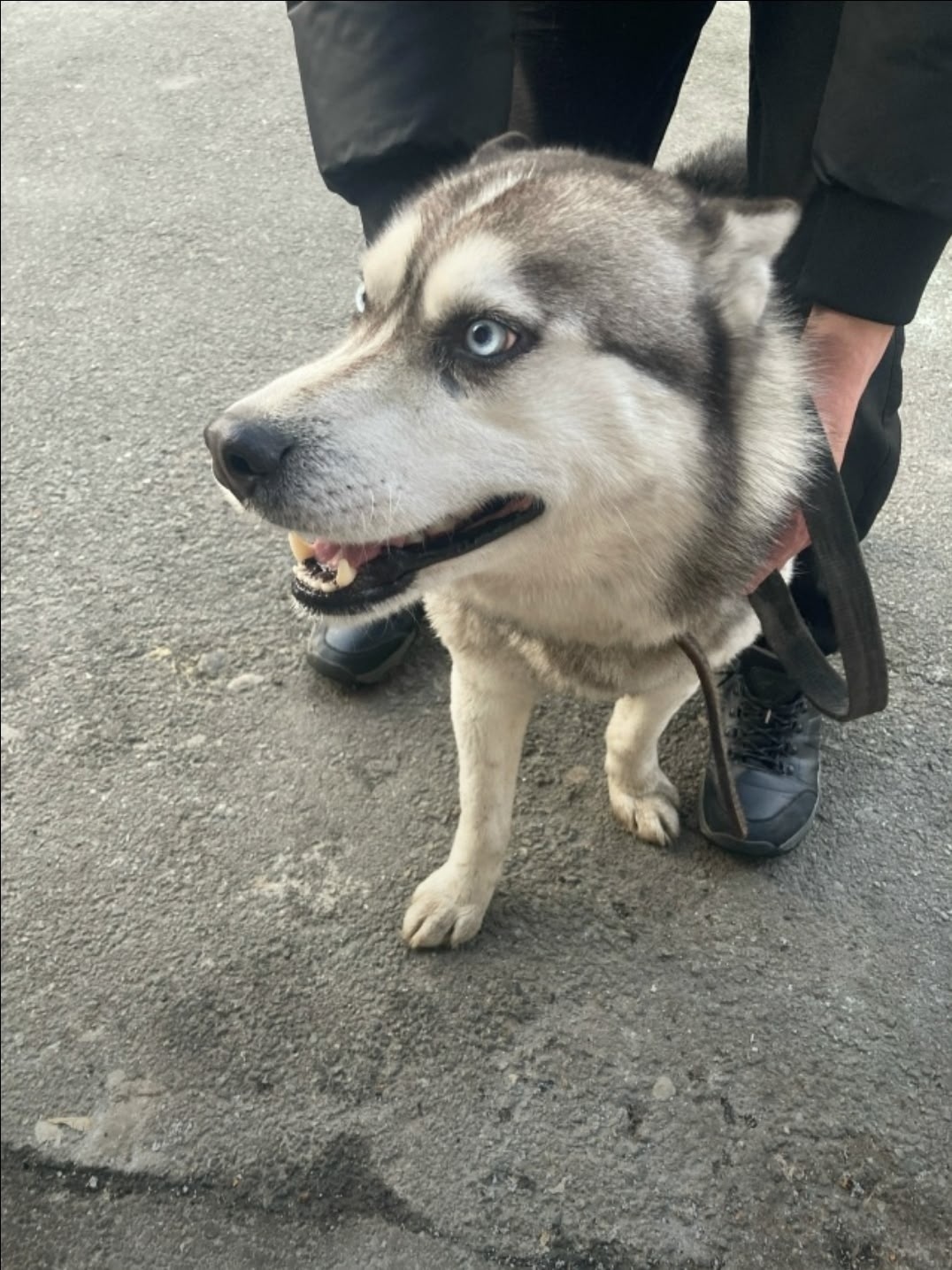 Найдена собака в Кургане — фото объявления