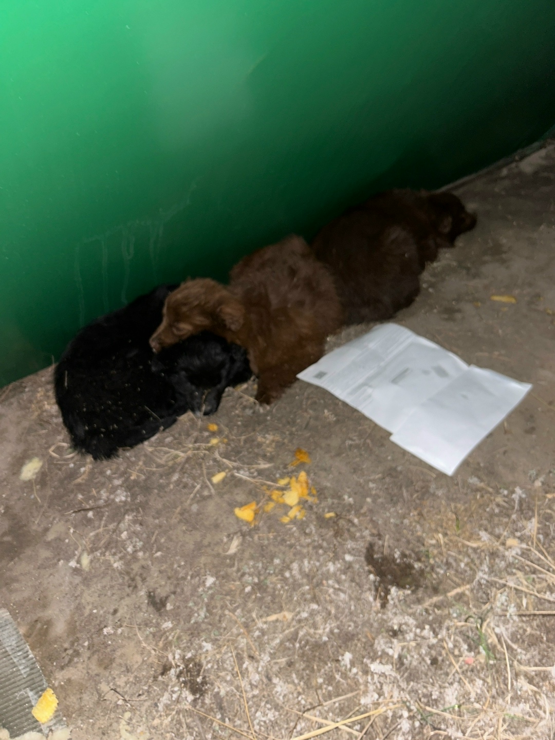 Найдена собака в Кургане — фото объявления