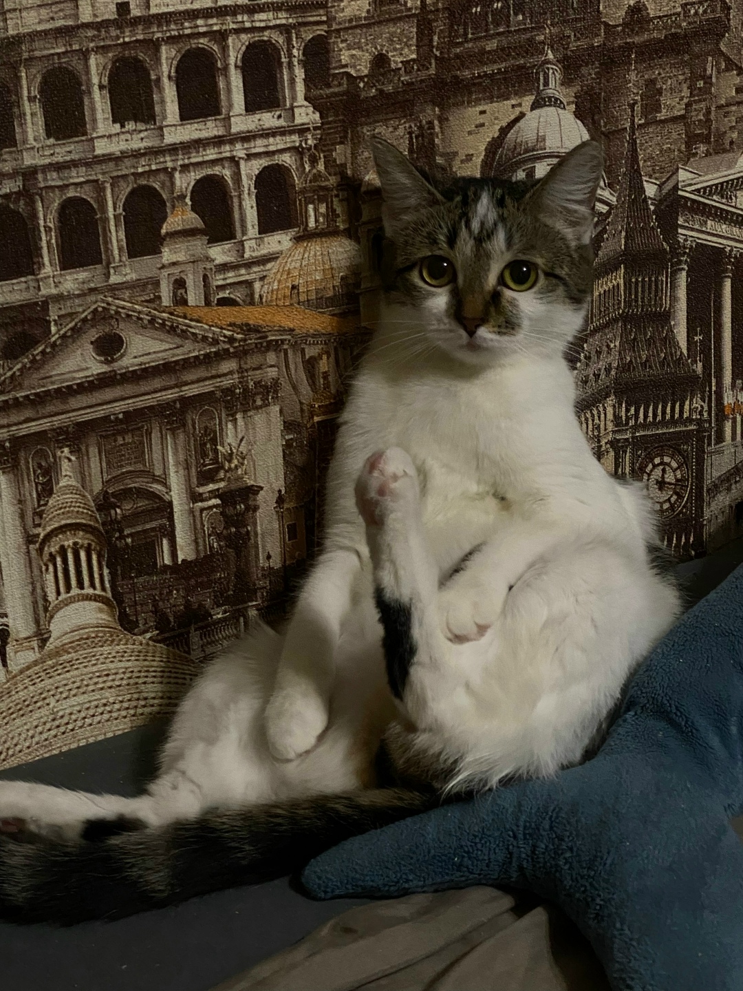 Пропала кошка в Кургане — фото объявления