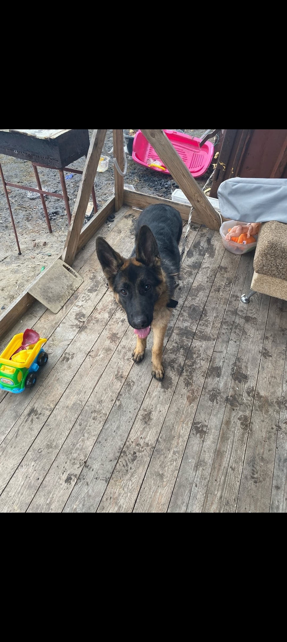 Найдена собака в Кургане — фото объявления