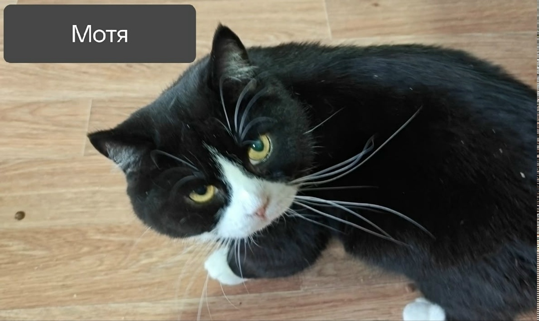 Найдена собака в Кургане — фото объявления