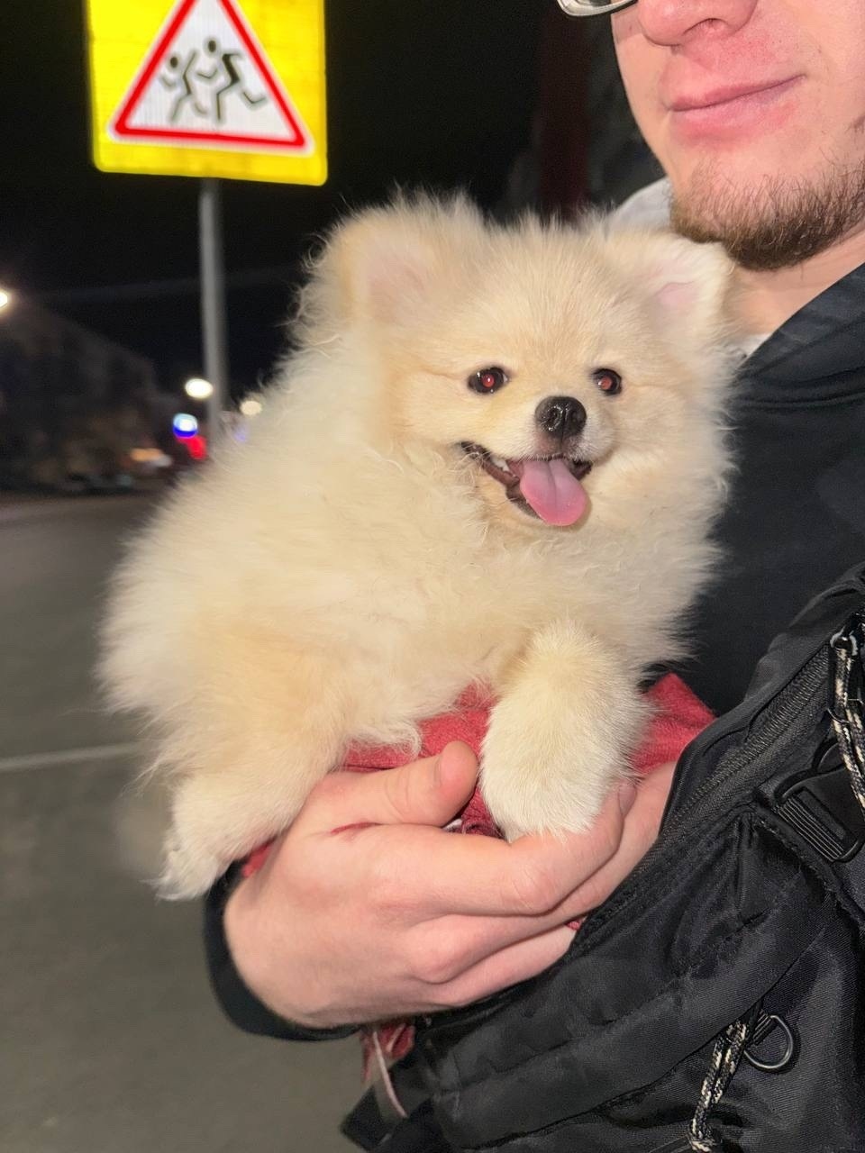 Найдена собака в Кургане — фото объявления