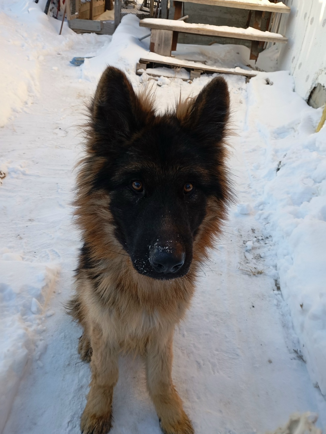 Пропала собака в Кургане — фото объявления
