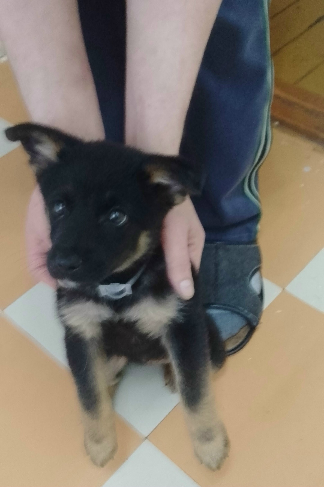 Найдена собака в Кургане — фото объявления