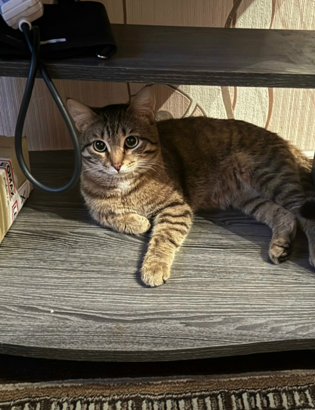 Пропала кошка в Кургане — фото объявления