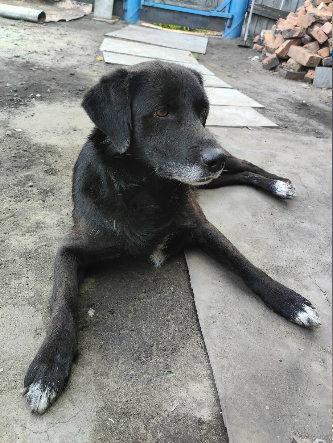 Пропала собака в Кургане — фото объявления