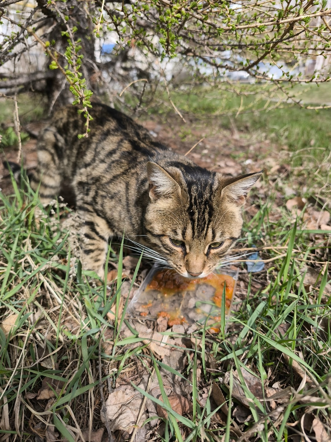 Пропала кошка в Кургане — фото объявления